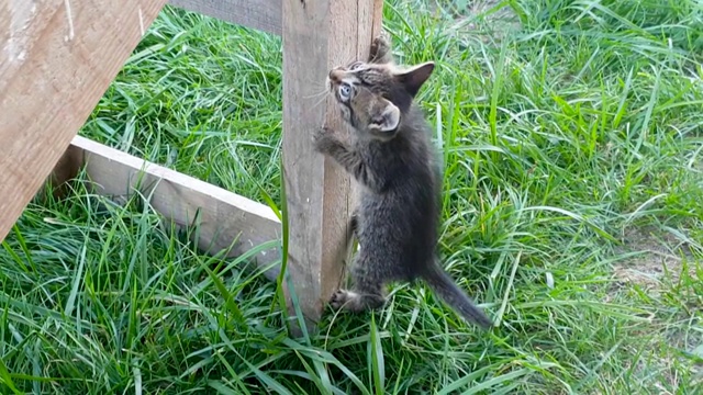 有趣的小猫在绿色的草地上玩耍，爬上院子里的一张木桌视频素材