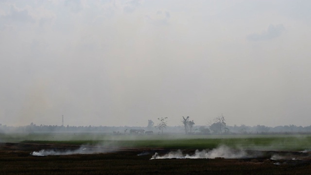 稻田燃烧产生的烟雾造成污染。视频素材