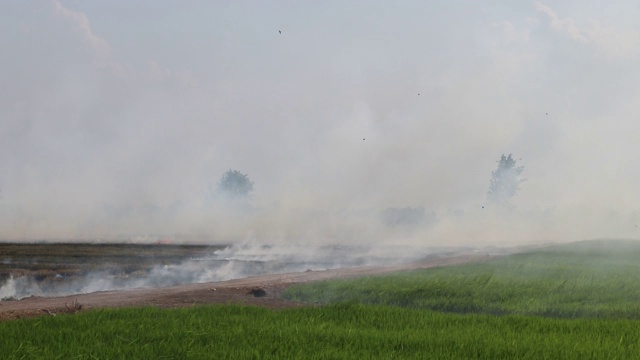 稻田燃烧产生的烟雾造成污染。视频素材