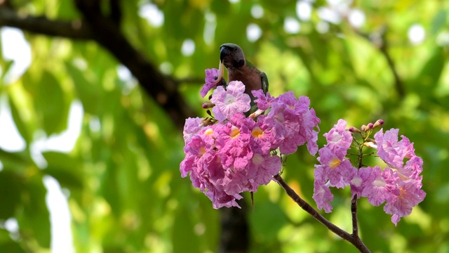 Red-breasted长尾小鹦鹉的鸟视频素材