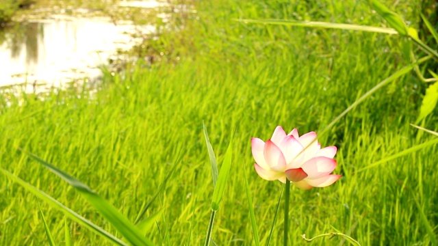 粉红色的荷花在田野里视频素材