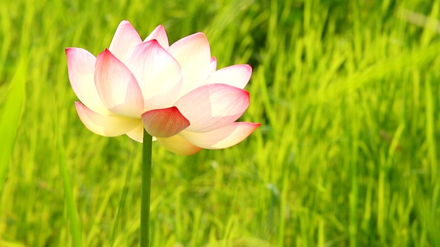 粉红色的荷花在田野里视频素材