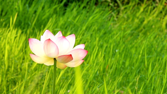 粉红色的荷花在田野里视频素材