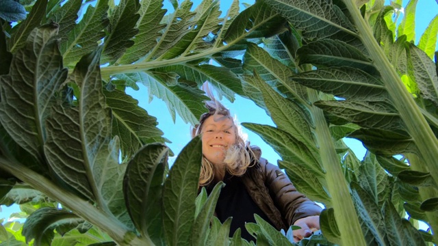 看洋蓟植物的成熟女人视频素材