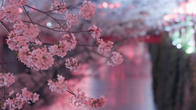 樱花在水边盛开视频素材