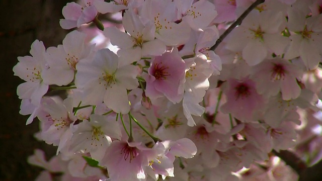 春天开花视频素材