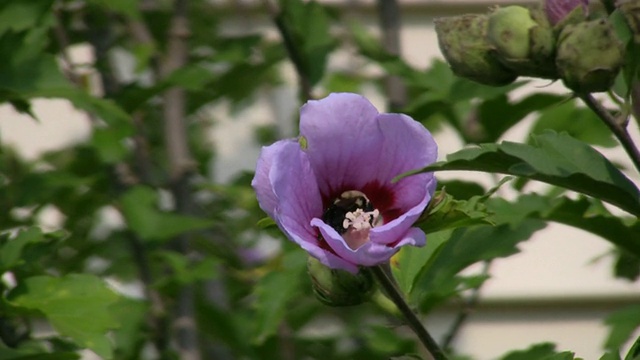 蜜蜂在工作视频素材