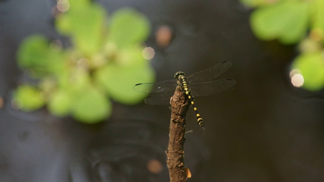 蜻蜓在枯枝上休息视频素材