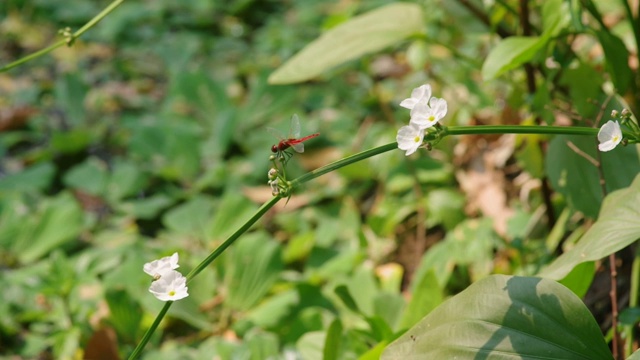 蜻蜓在铲叶剑植物上休息视频素材