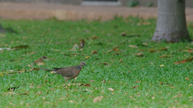 一只鸽子在草坪上散步视频素材