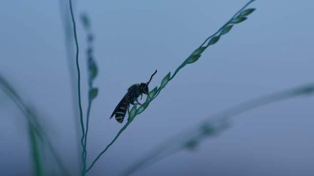 蜜蜂在草丛中休息视频素材