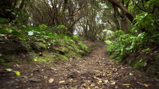 雨林丛林的道路。西班牙，加那利群岛，特内里费岛，阿纳加山脉的雨林。视频素材