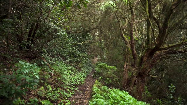 雨林丛林的道路。西班牙，加那利群岛，特内里费岛，阿纳加山脉的雨林。视频素材