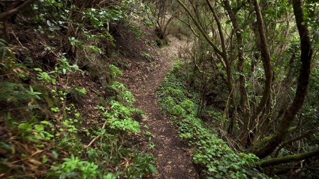 雨林丛林的道路。西班牙，加那利群岛，特内里费岛，阿纳加山脉的雨林。视频素材