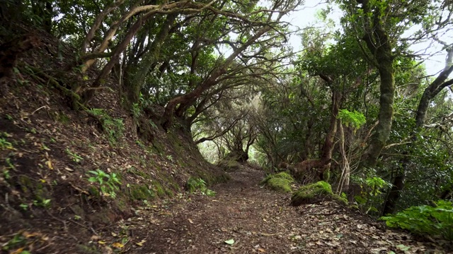 雨林丛林的道路。西班牙，加那利群岛，特内里费岛，阿纳加山脉的雨林。视频素材