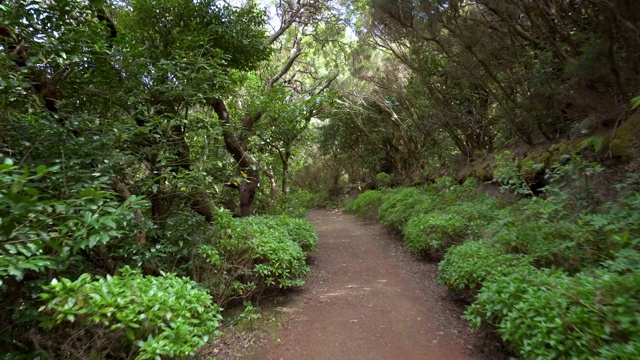 雨林丛林的道路。西班牙，加那利群岛，特内里费岛，阿纳加山脉的雨林。视频素材