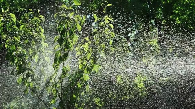 向花园喷洒水视频素材