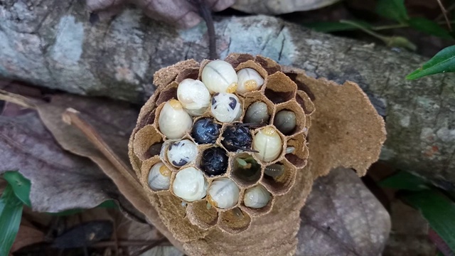 巢中有黄蜂的幼虫视频素材