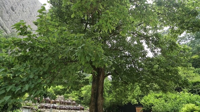 济南县恩苏寺的中国梨树景观(有600棵古树)视频素材