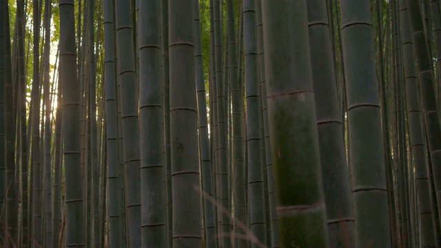 京都岚山竹林的竹片视频素材