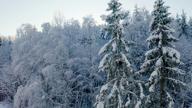 在冬天寒冷的早晨，在白雪覆盖的森林上空缓慢飞行视频素材