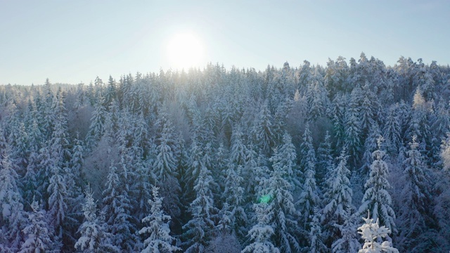 在寒冷的冬季景色中，在史诗般的雪林上方，苍蝇在太阳的映衬下缓慢飞行视频素材