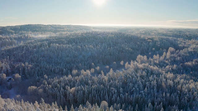 在寒冷的冬天，在白雪覆盖的森林上空飞翔视频素材