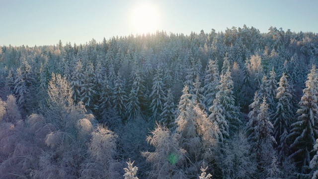 在冬天寒冷的早晨，在白雪覆盖的森林上空缓慢飞行视频素材