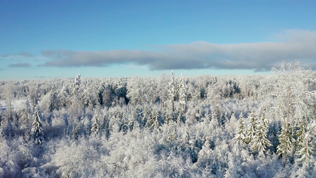 在寒冷的冬天，在美丽的白雪覆盖的森林上空飞翔视频素材