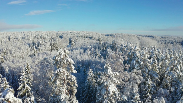 在寒冷的冬天的白天，在白雪覆盖的森林上空飞翔视频素材