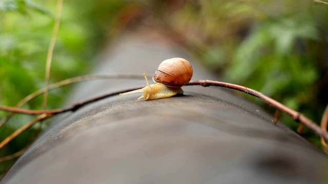 雨后蜗牛在院子里的青草上滴着大大的露珠。视频素材