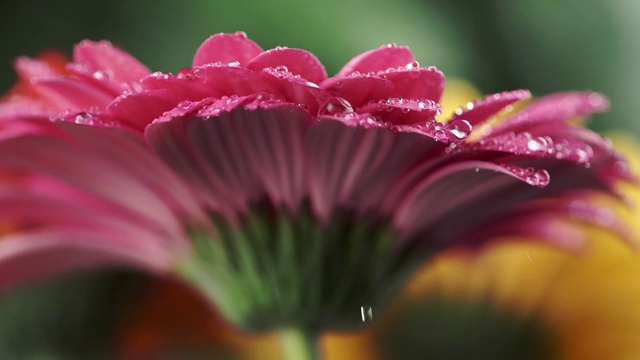 湿粉菊菊非洲菊。水滴落在花瓣上。特写镜头。视频素材