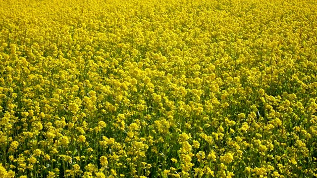 黄油菜籽(油菜籽)花田。视频素材