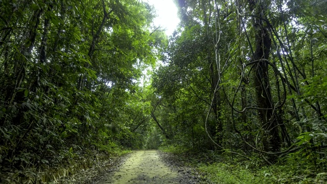 摄像机沿着雨林中的道路移动。泰国考索国家公园视频素材