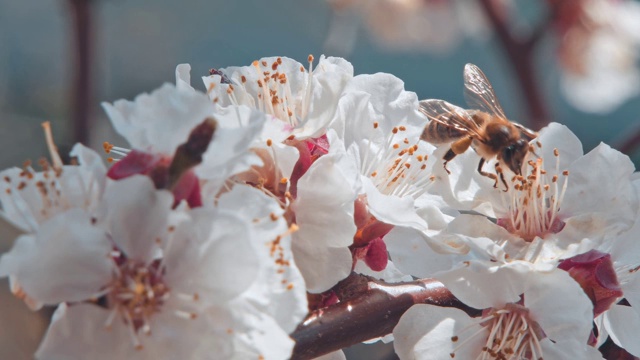 一只蜜蜂围着杏花飞舞视频素材