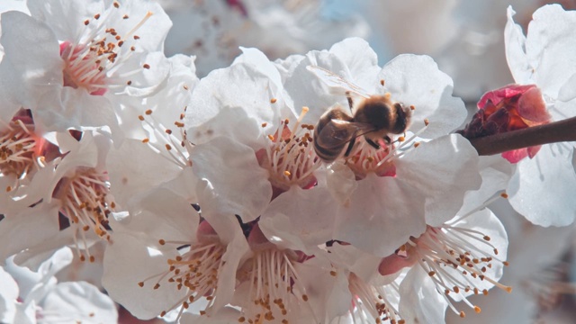 一只蜜蜂围着杏花飞舞视频素材