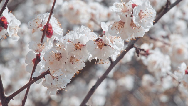 一只蜜蜂围着杏花飞舞视频素材