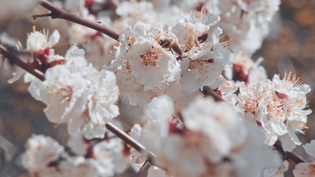 一只蜜蜂围着杏花飞舞视频素材