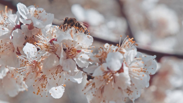 一只蜜蜂围着杏花飞舞视频素材