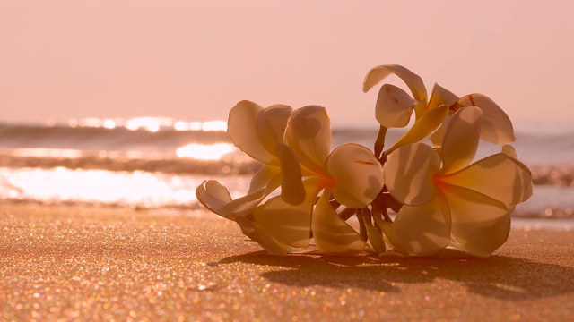 海滩上的花视频素材