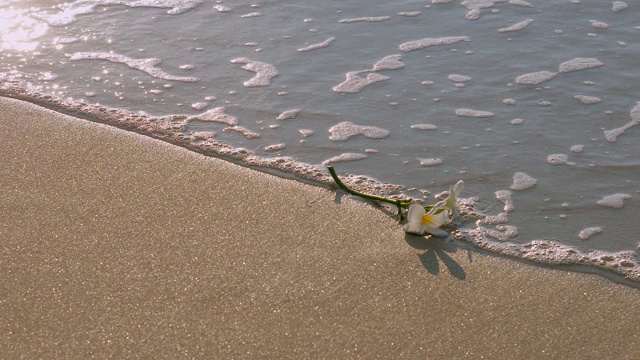 海滩上的花视频素材