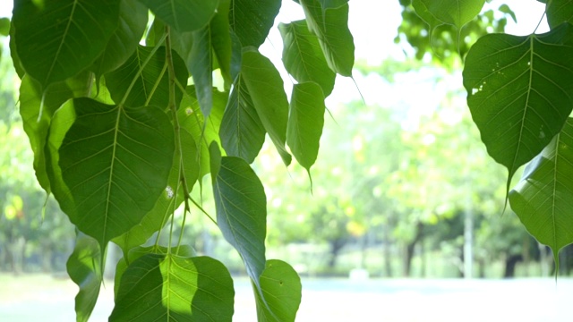 叶的特写视频素材