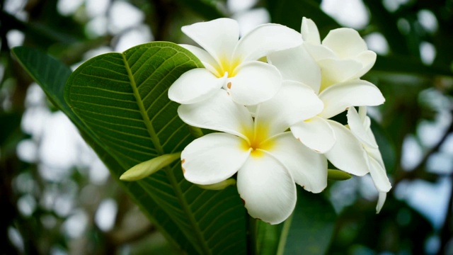 特写花视频素材