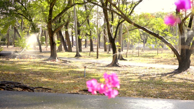 特写花视频素材