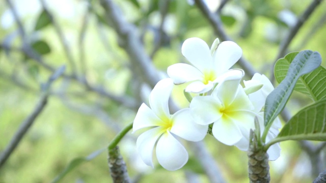 特写花视频素材