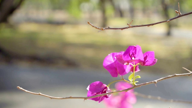 特写花视频素材