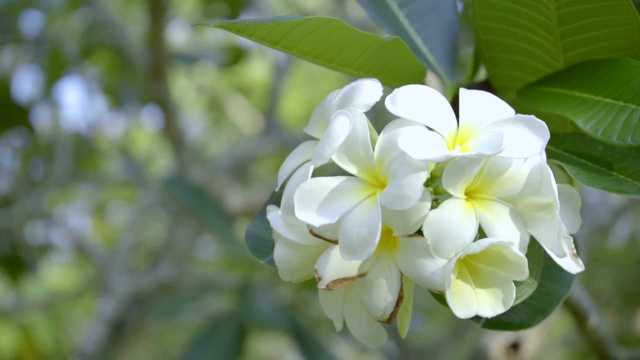 特写花视频素材