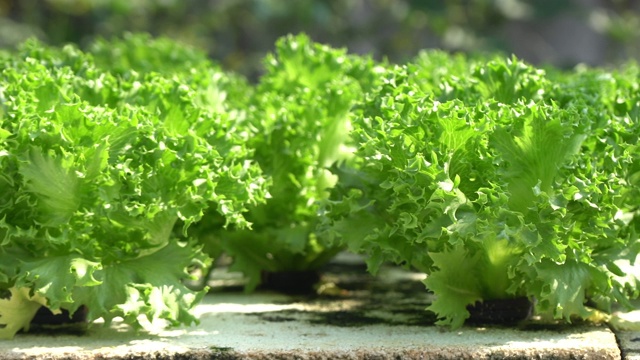 水培蔬菜农场是纯素生食与小车拍摄视频素材