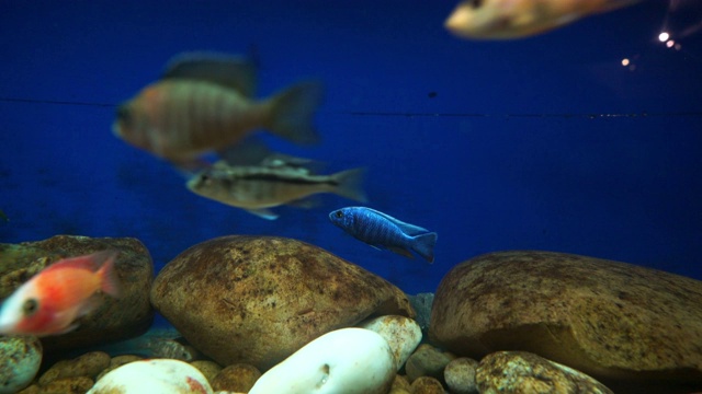 鱼在水族馆视频素材