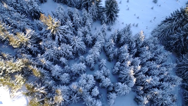 空中从上到下拍摄的冬季云杉雪林。视频素材